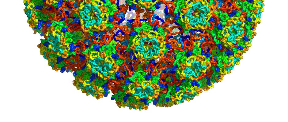 HPV