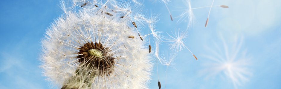 Pusteblume